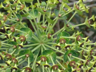 Plante aux feuilles vertes et fleurs brunes disposées en symétrie fractale, symbolisant l'unité dans la diversité du vivant.