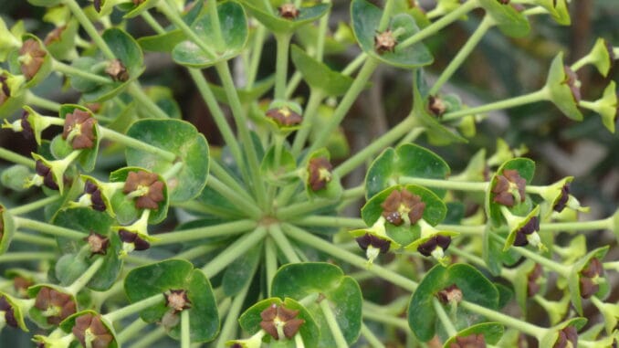 Le vivant : verdure fractale Plante aux feuilles vertes et fleurs brunes disposées en symétrie fractale, symbolisant l'unité dans la diversité du vivant.