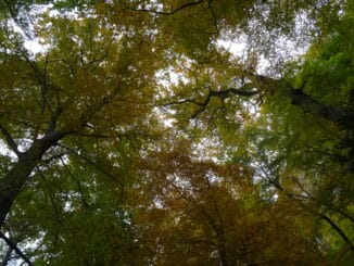Vue en contre-plongée des arbres de la forêt, avec des feuilles changeant du vert à l'or, évoquant le thème du renouveau et du changement.