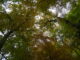 Vue en contre-plongée des arbres de la forêt, avec des feuilles changeant du vert à l'or, évoquant le thème du renouveau et du changement.
