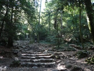 Escalier de pierre dans une forêt, éclairé par la lumière naturelle, invitant à l'exploration ou à la méditation.