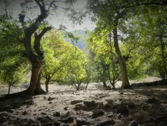 Une forêt lumineuse avec des arbres anciens et un sol jonché de pierres, métaphore d'un choix de voie dans la quête maçonnique.