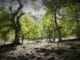 Une forêt lumineuse avec des arbres anciens et un sol jonché de pierres, métaphore d'un choix de voie dans la quête maçonnique.