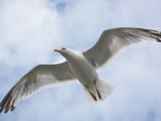 Un goéland en vol, les ailes largement ouvertes, symbolisant la liberté et l'élévation spirituelle, sur fond de ciel bleu et de nuages.