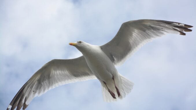 Un goéland en vol, les ailes largement ouvertes, symbolisant la liberté et l'élévation spirituelle, sur fond de ciel bleu et de nuages.