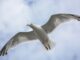 Un goéland en vol, les ailes largement ouvertes, symbolisant la liberté et l'élévation spirituelle, sur fond de ciel bleu et de nuages.