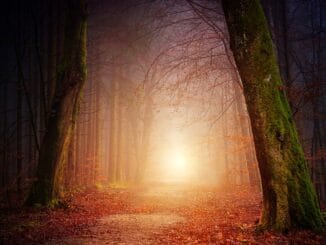Chemin en forêt s'éclaircissant vers une lumière vive, symbolisant la quête de la sagesse maçonnique.