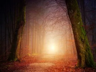 Chemin en forêt s'éclaircissant vers une lumière vive, symbolisant la quête de la sagesse maçonnique.