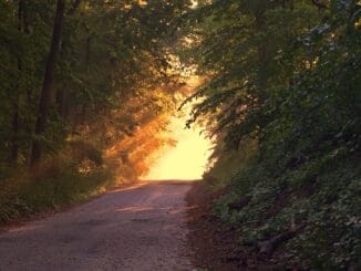 Chemin forestier s'illuminant à l'aube, symbolisant le parcours vers l'illumination et la connaissance dans la quête maçonnique.