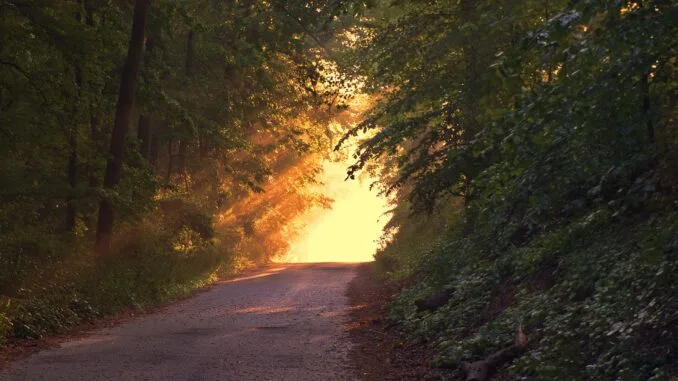Chemin forestier s'illuminant à l'aube, symbolisant le parcours vers l'illumination et la connaissance dans la quête maçonnique.
