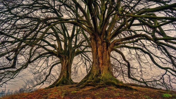 Les Gardiens Ancestraux Image de deux grands arbres aux branches entrelacées, représentant la fusion de la dualité en unité, rappelant les principes de l'initiation et de la recherche de l'équilibre en franc-maçonnerie.