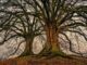 Image de deux grands arbres aux branches entrelacées, représentant la fusion de la dualité en unité, rappelant les principes de l'initiation et de la recherche de l'équilibre en franc-maçonnerie.